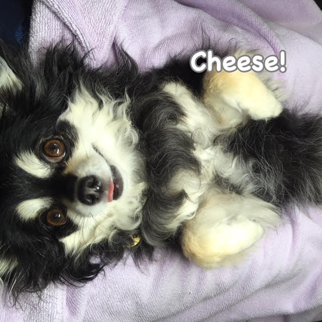 Cheese Cheese
