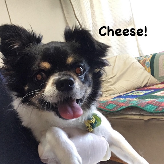 Cheese Cheese