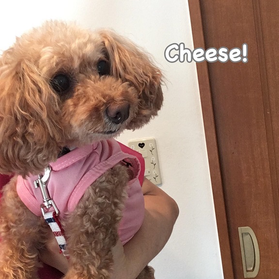 Cheese Cheese