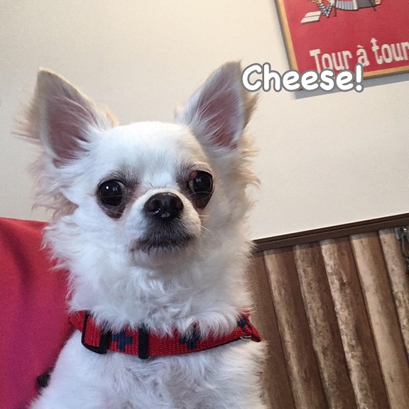 Cheese Cheese