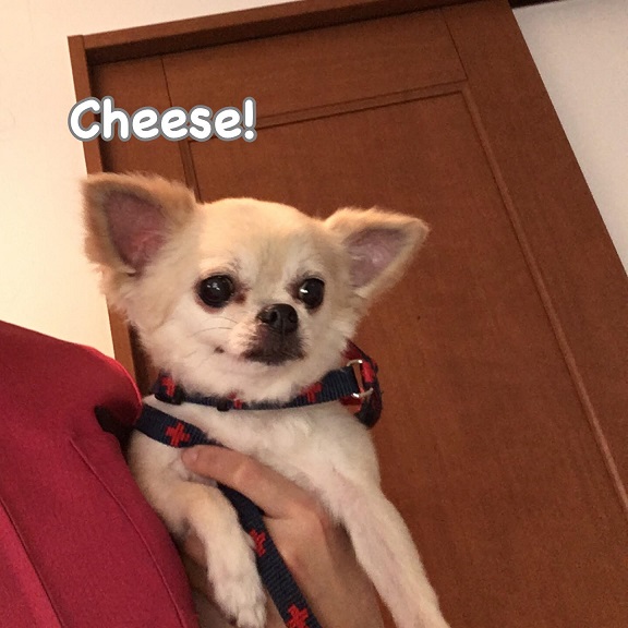 Cheese Cheese