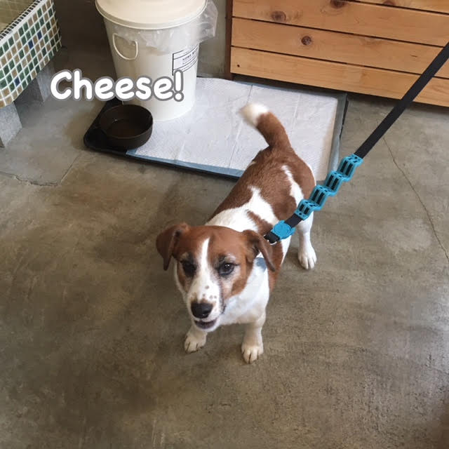 Cheese Cheese