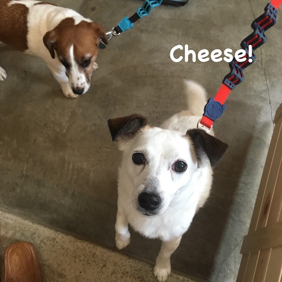 Cheese Cheese