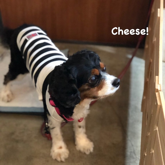 Cheese Cheese