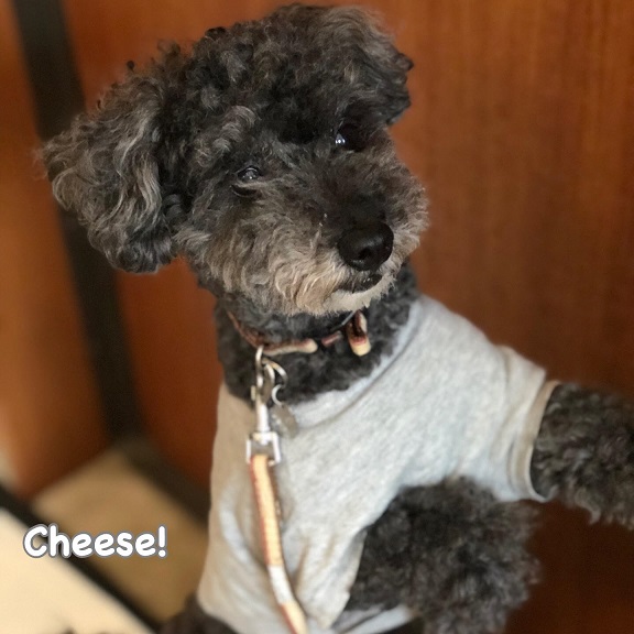 Cheese Cheese