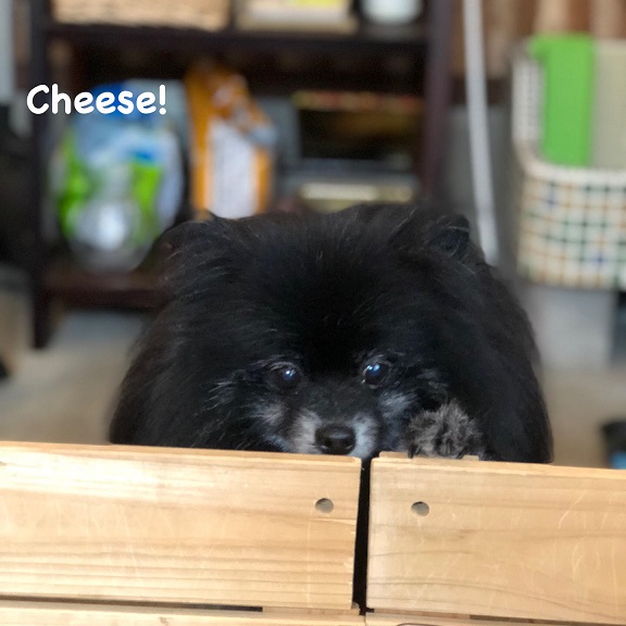 Cheese Cheese