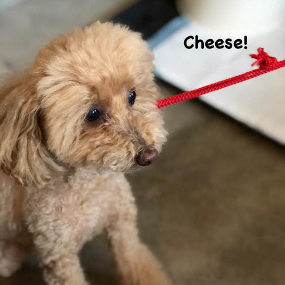 Cheese Cheese