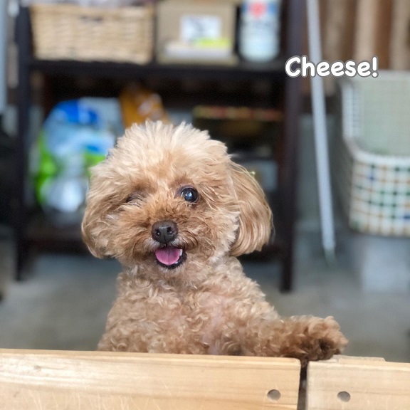 Cheese Cheese