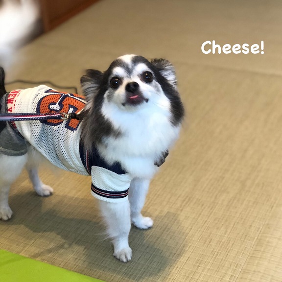 Cheese Cheese