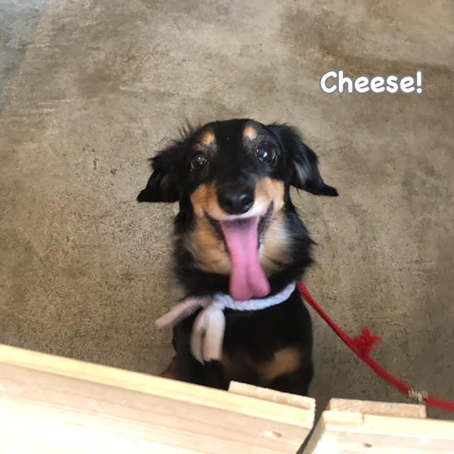 Cheese