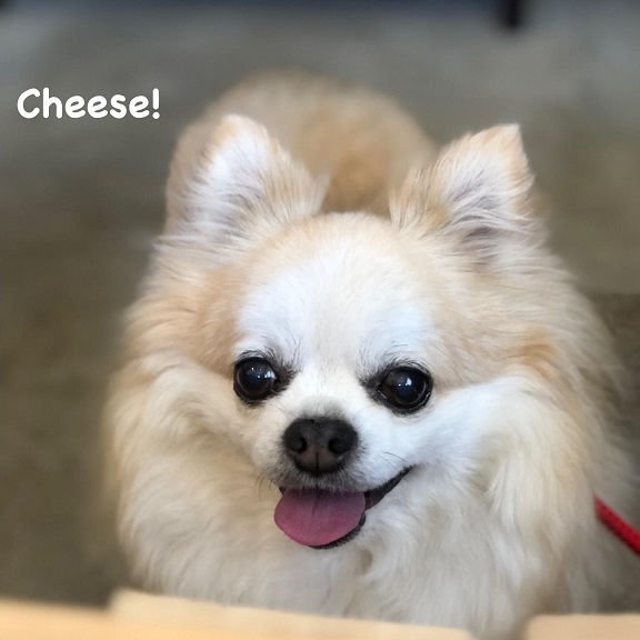 Cheese Cheese