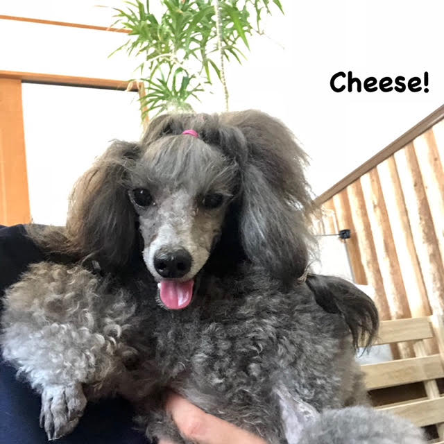 Cheese Cheese