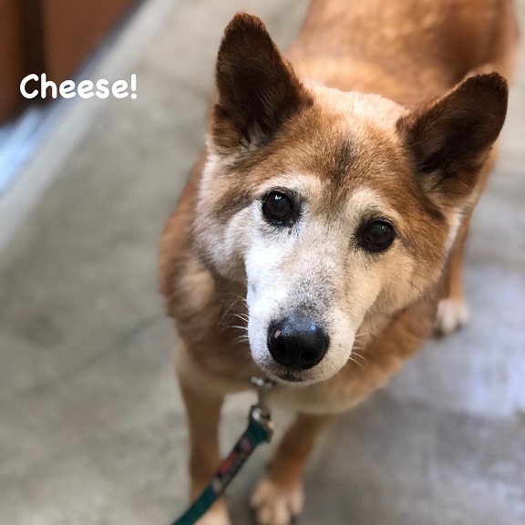 Cheese Cheese