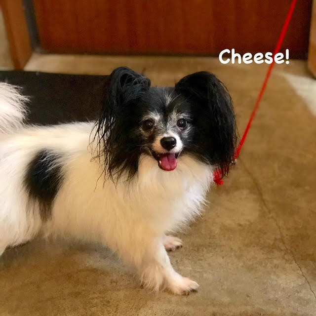 Cheese Cheese