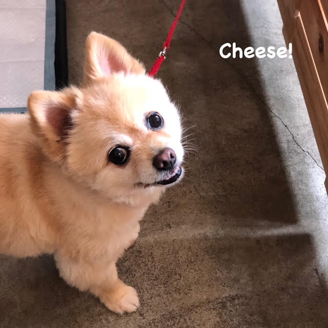 Cheese Cheese
