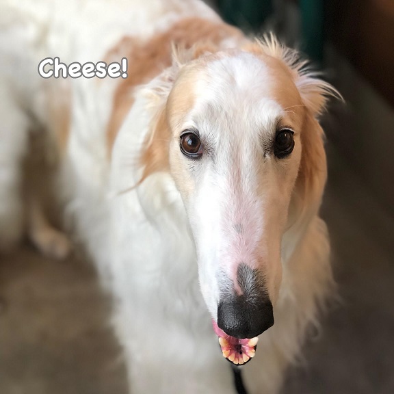 Cheese Cheese
