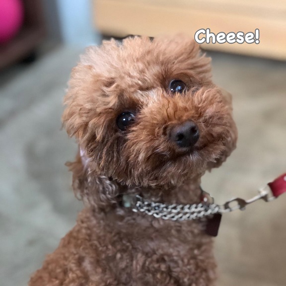 Cheese Cheese