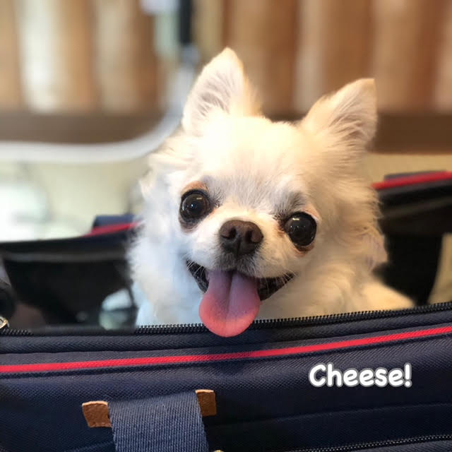 Cheese Cheese