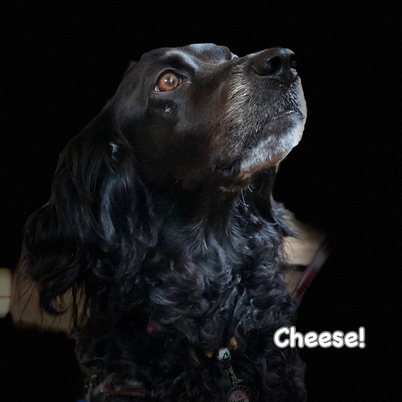 Cheese Cheese