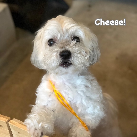Cheese Cheese