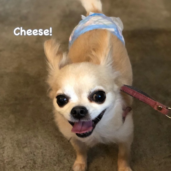 Cheese Cheese