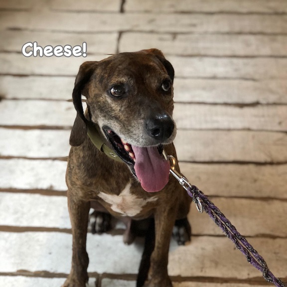Cheese Cheese