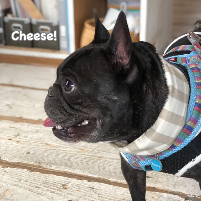 Cheese Cheese