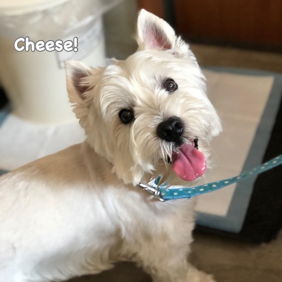 Cheese Cheese