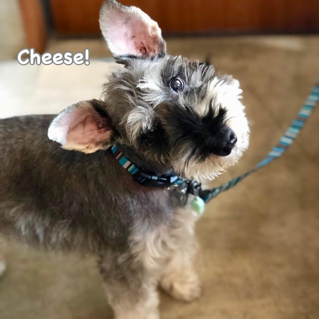 Cheese Cheese
