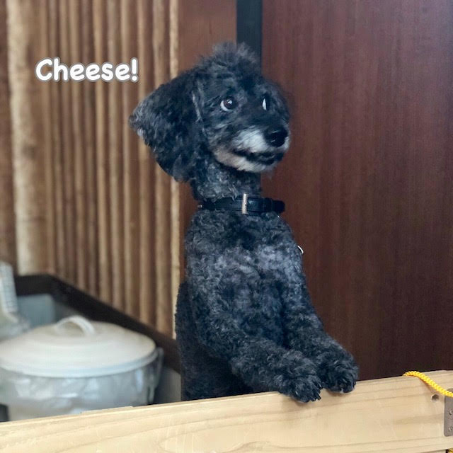 Cheese Cheese