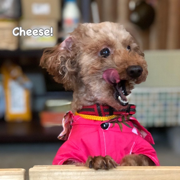Cheese Cheese