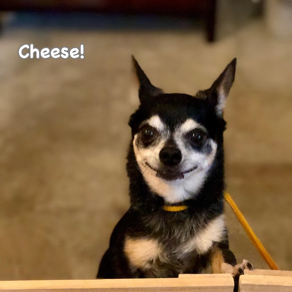 Cheese