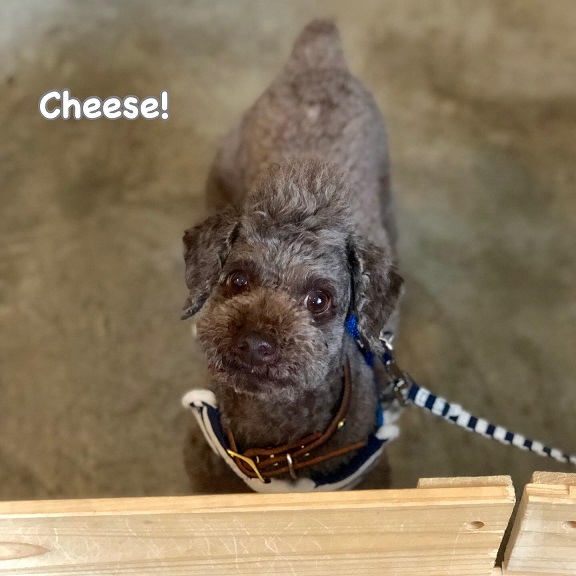 Cheese Cheese