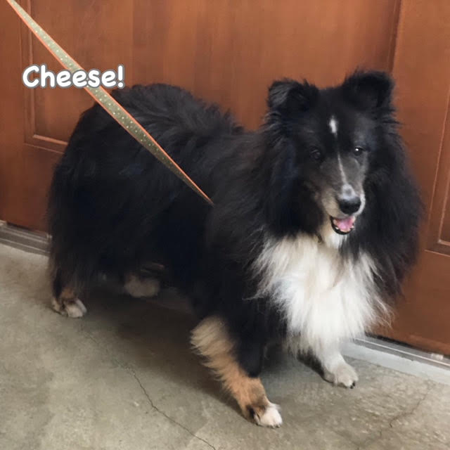 Cheese Cheese