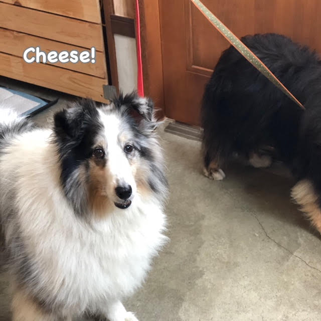 Cheese Cheese
