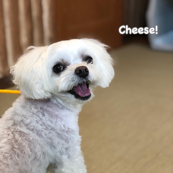 Cheese Cheese