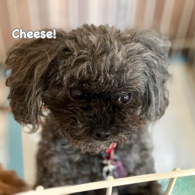 Cheese Cheese