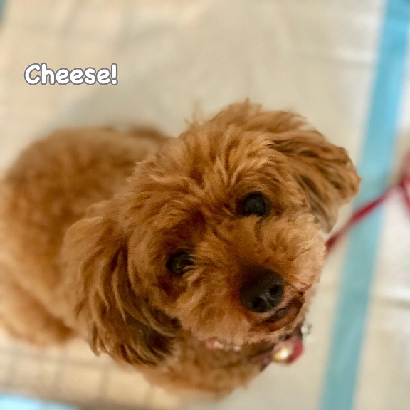 Cheese Cheese