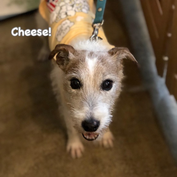 Cheese Cheese