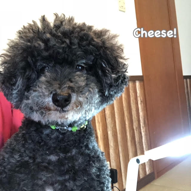 Cheese Cheese