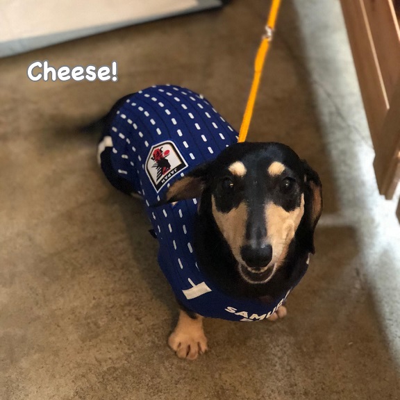 Cheese