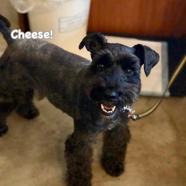 Cheese