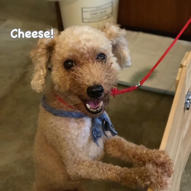 Cheese Cheese