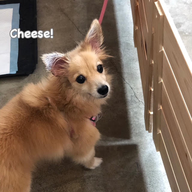 Cheese Cheese