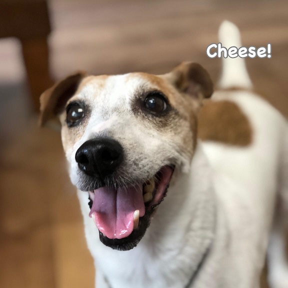 Cheese Cheese