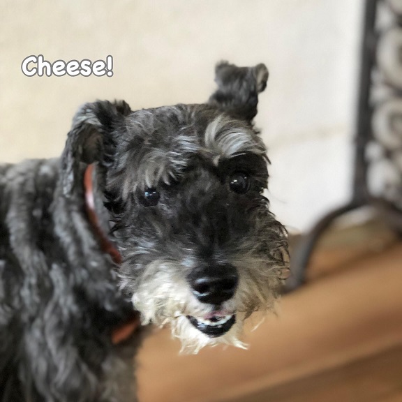 Cheese Cheese