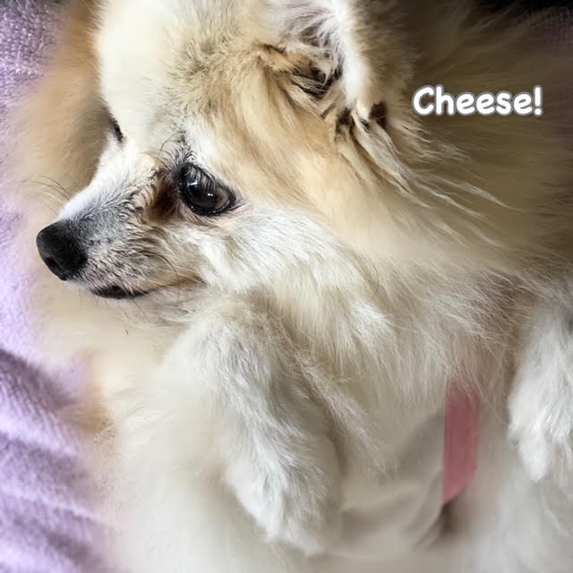Cheese Cheese