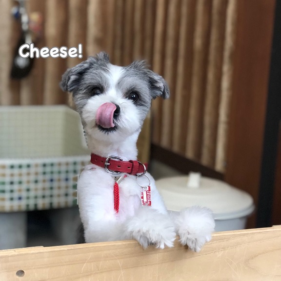 Cheese Cheese