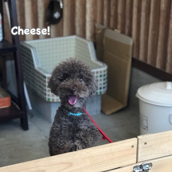 Cheese Cheese