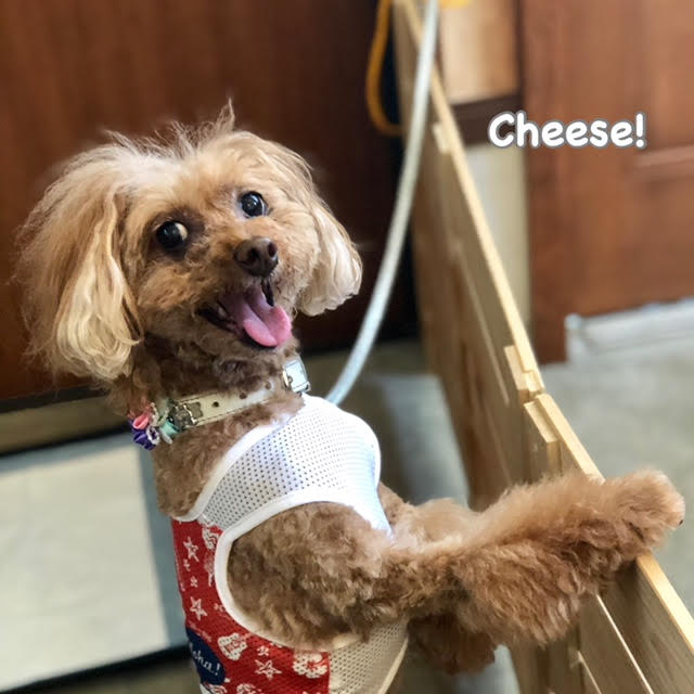 Cheese Cheese
